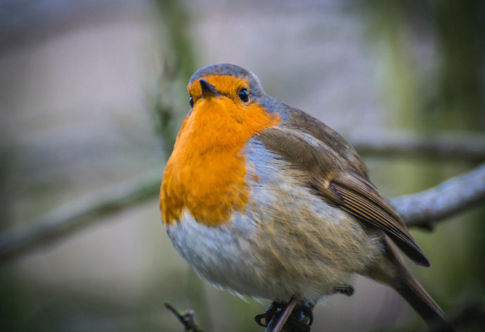 19 Common Birds To Spot In Your Garden