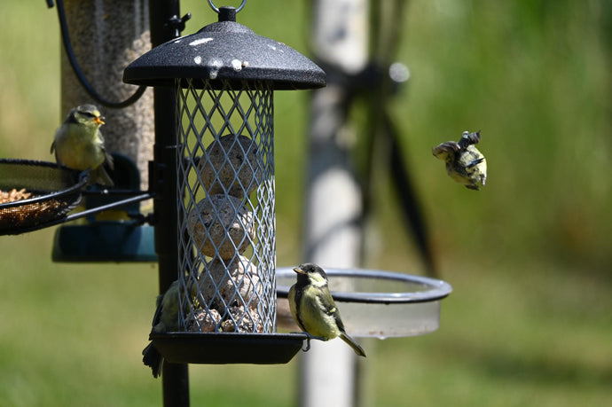 What is Suet and Why Do Birds Love It?